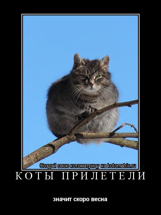 коты прилетели значит скоро весна... Котоматрица: коты прилетели значит скоро весна