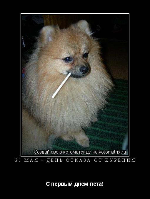 Котоматрица: 31 мая - День отказа от курения С первым днём лета!