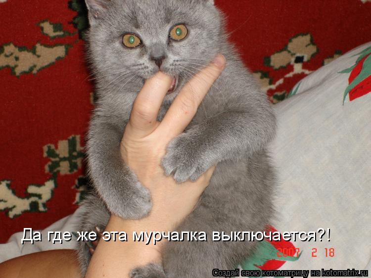 Да где же эта мурчалка выключается?!... Котоматрица: Да где же эта мурчалка выключается?!