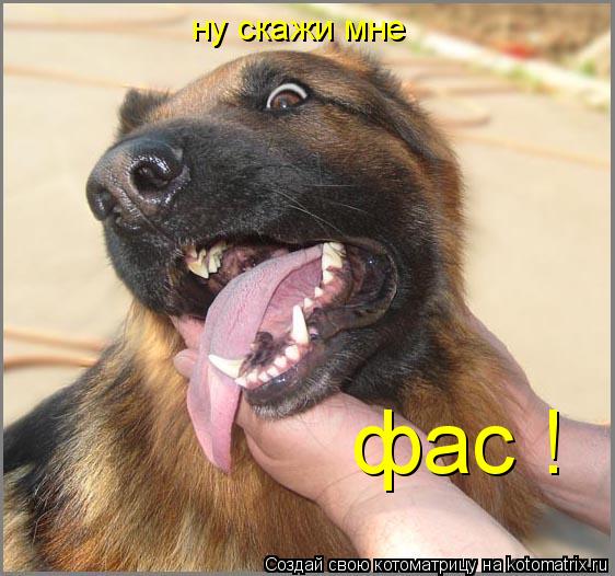 ну скажи мне фас !... Котоматрица: ну скажи мне фас !