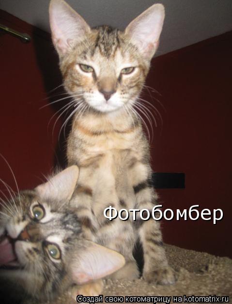 Фотобомбер... Котоматрица: Фотобомбер