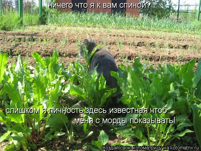 ничего что я к вам спиной? слишком я личность здесь известная чтоб меня с морды показывать!... Котоматрица: ничего что я к вам спиной? слишком я личность здесь известная чтоб меня с морды показывать!