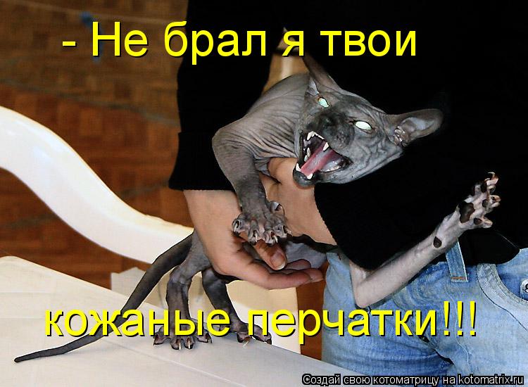 - Не брал я твои кожаные перчатки!!!... Котоматрица: - Не брал я твои кожаные перчатки!!!
