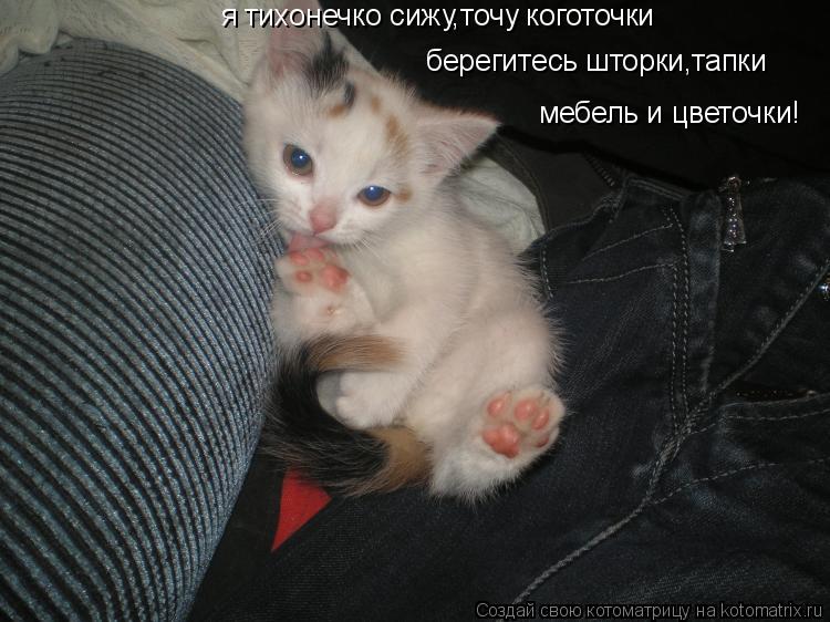 берегитесь шторки,тапки мебель и цветочки! я тихонечко сижу,точу коготочки... Котоматрица: берегитесь шторки,тапки мебель и цветочки! я тихонечко сижу,точу коготочки