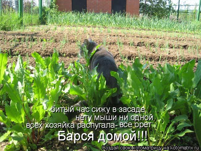 битый час сижу в засаде, нету мыши ни одной всех хозяйка распугала- все орет: Барся домой!!!... Котоматрица: битый час сижу в засаде, нету мыши ни одной всех хозяйка распугала- все орет: Барся домой!!!