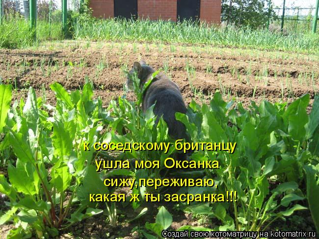 к соседскому британцу ушла моя Оксанка сижу,переживаю, какая ж ты засранка!!!... Котоматрица: к соседскому британцу ушла моя Оксанка сижу,переживаю, какая ж ты засранка!!!