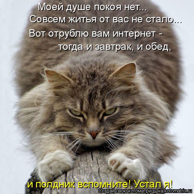 Моей душе покоя нет... Совсем житья от вас не стало... Вот отрублю вам интернет - тогда и завтрак, и... Котоматрица: Моей душе покоя нет... Совсем житья от вас не стало... Вот отрублю вам интернет - тогда и завтрак, и обед, и полдник вспомните! Устал я!