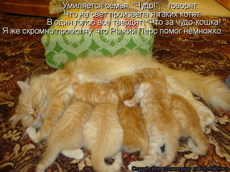 Умиляется семья, "Чудо!", - говорят. Что на свет произвела я таких котят. В один голос все твердят: "... Котоматрица: Умиляется семья, "Чудо!", - говорят. Что на свет произвела я таких котят. В один голос все твердят: "Что за чудо-кошка!." Я же скромно промолчу, чт
