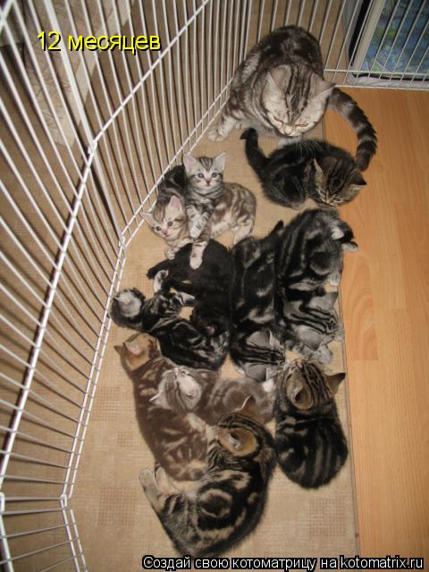12 месяцев... Котоматрица: 12 месяцев