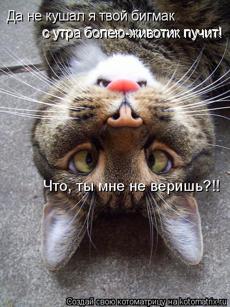Да не кушал я твой бигмак с утра болею-животик пучит! с утра болею-животик пучит! Что, ты мне не ве... Котоматрица: Да не кушал я твой бигмак с утра болею-животик пучит! с утра болею-животик пучит! Что, ты мне не веришь?!!