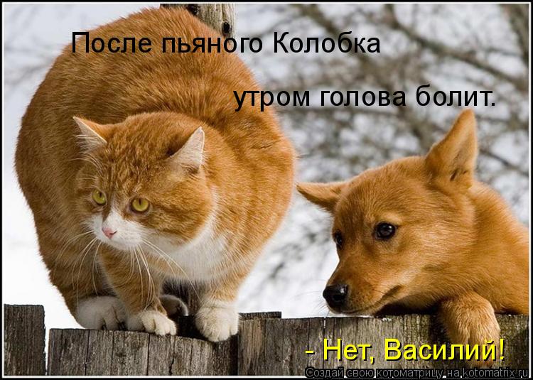 - Нет, Василий! После пьяного Колобка утром голова болит.... Котоматрица: - Нет, Василий! После пьяного Колобка утром голова болит.