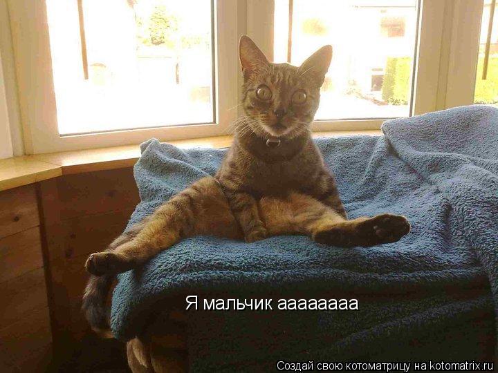 Я мальчик аааааааа... Котоматрица: Я мальчик аааааааа