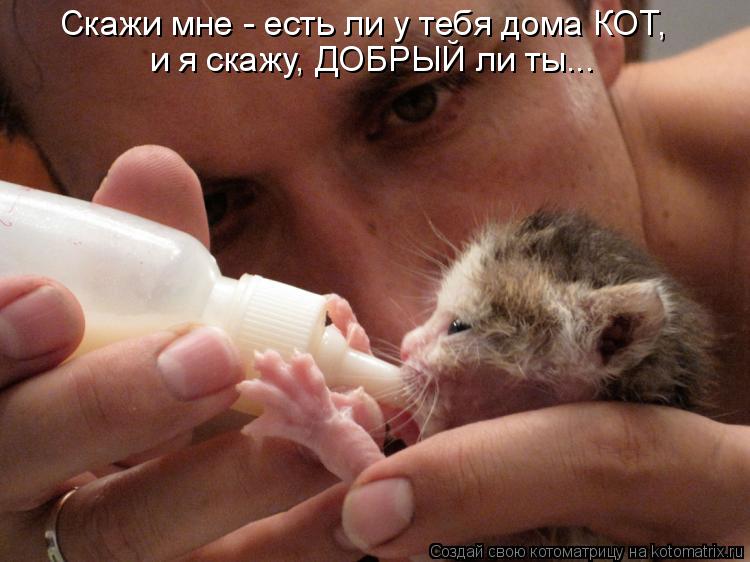 Скажи мне - есть ли у тебя дома КОТ, и я скажу, ДОБРЫЙ ли ты...... Котоматрица: Скажи мне - есть ли у тебя дома КОТ, и я скажу, ДОБРЫЙ ли ты...