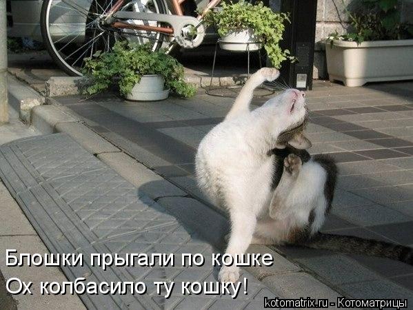 Блошки прыгали по кошке Ох колбасило ту кошку!... Котоматрица: Блошки прыгали по кошке Ох колбасило ту кошку!