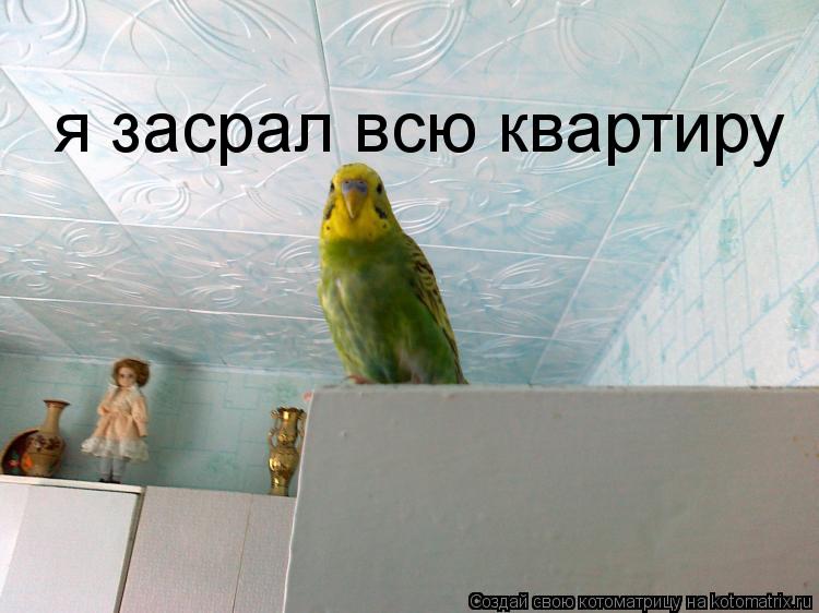я засрал всю квартиру... Котоматрица: я засрал всю квартиру