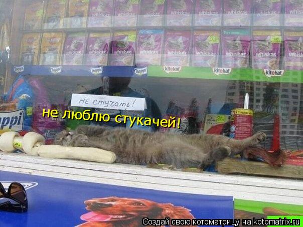 не люблю стукачей!... Котоматрица: не люблю стукачей!