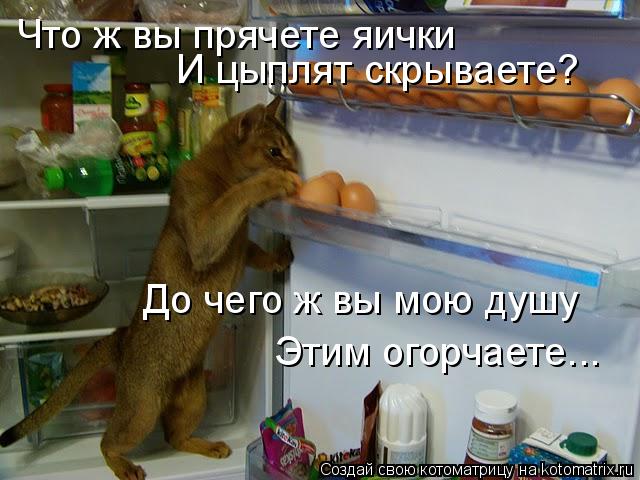 Что ж вы прячете яички И цыплят скрываете? До чего ж вы мою душу Этим огорчаете...... Котоматрица: Что ж вы прячете яички И цыплят скрываете? До чего ж вы мою душу Этим огорчаете...