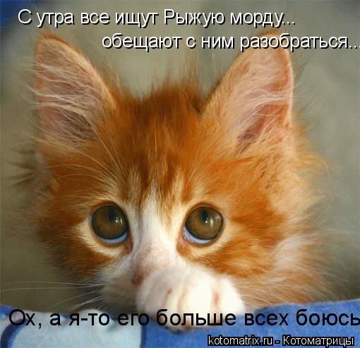 С утра все ищут Рыжую морду... обещают с ним разобраться... Ох, а я-то его больше всех боюсь!... Котоматрица: С утра все ищут Рыжую морду... обещают с ним разобраться... Ох, а я-то его больше всех боюсь!