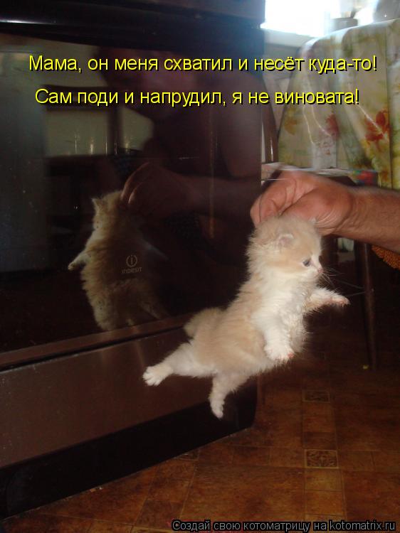 Мама, он меня схватил и несёт куда-то! Сам поди и напрудил, я не виновата!... Котоматрица: Мама, он меня схватил и несёт куда-то! Сам поди и напрудил, я не виновата!