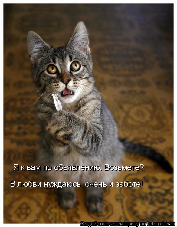 Котоматрица: Я к вам по обьявлению. Возьмете? В любви нуждаюсь  очень и заботе!