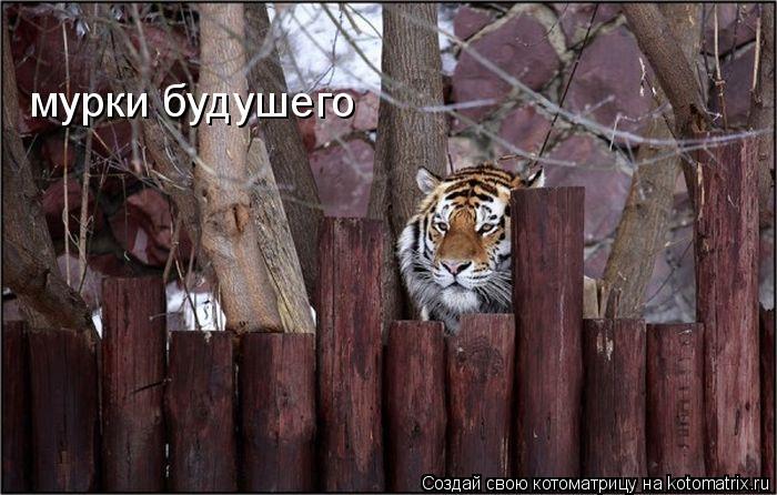 мурки будушего... Котоматрица: мурки будушего