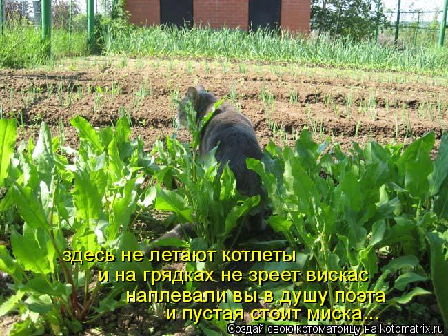 и на грядках не зреет вискас наплевали вы в душу поэта и пустая стоит миска... здесь не летают котлет... Котоматрица: и на грядках не зреет вискас наплевали вы в душу поэта и пустая стоит миска... здесь не летают котлеты