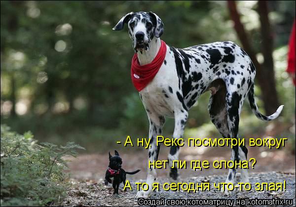 - А ну, Рекс посмотри вокруг - А ну, Рекс посмотри вокруг нет ли где слона? А то я сегодня что-то зл... Котоматрица: - А ну, Рекс посмотри вокруг - А ну, Рекс посмотри вокруг нет ли где слона? А то я сегодня что-то злая!