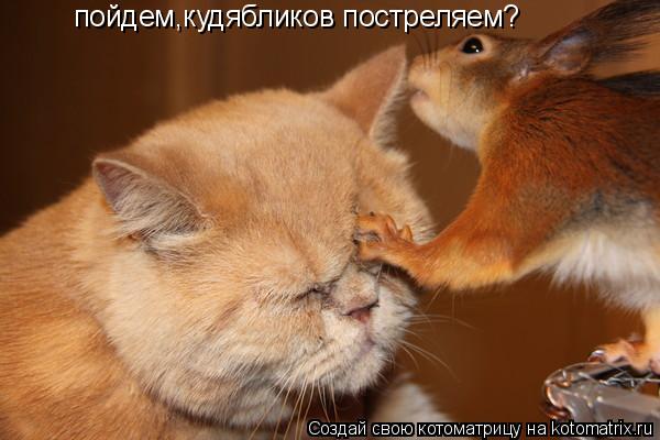 пойдем,кудябликов постреляем?... Котоматрица: пойдем,кудябликов постреляем?