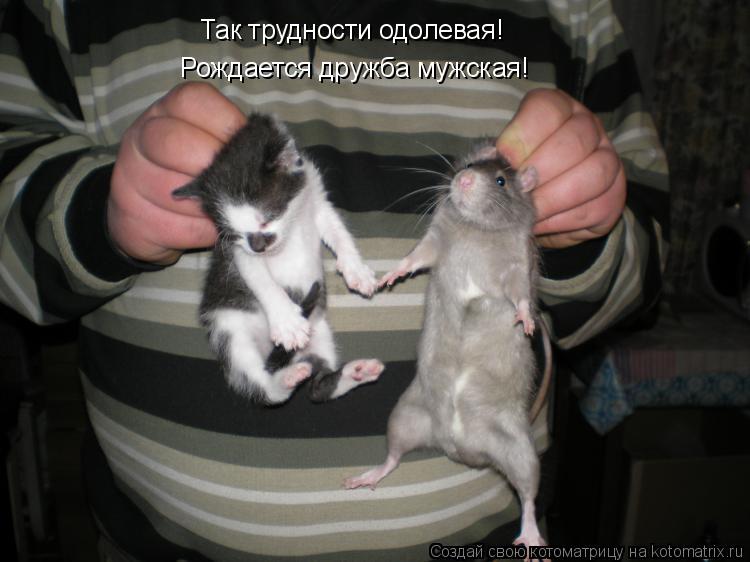 Так трудности одолевая! Рождается дружба мужская!... Котоматрица: Так трудности одолевая! Рождается дружба мужская!