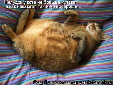 Желудок у кота не больше кулака а как накакает, так и не поверишь...... Котоматрица: Желудок у кота не больше кулака а как накакает, так и не поверишь...