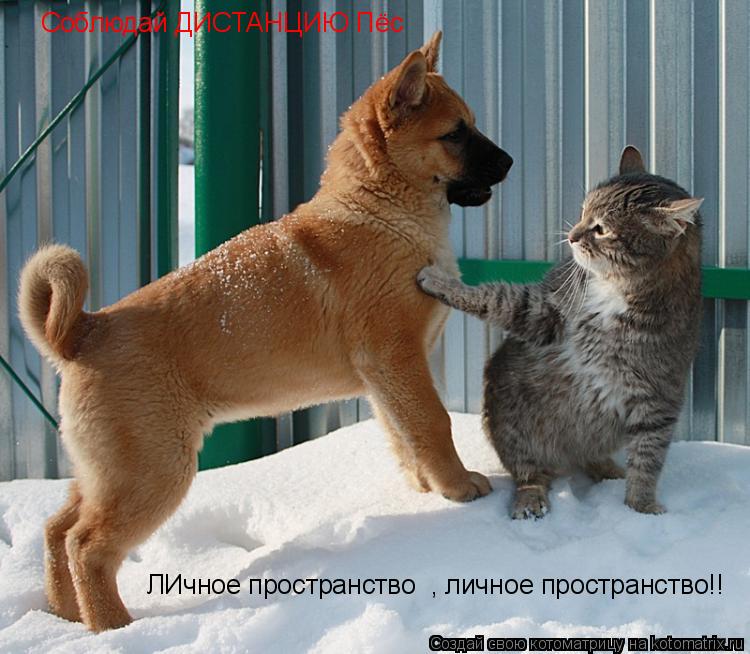 Соблюдай ДИСТАНЦИЮ Пёс ЛИчное пространство , личное пространство!!... Котоматрица: Соблюдай ДИСТАНЦИЮ Пёс ЛИчное пространство , личное пространство!!
