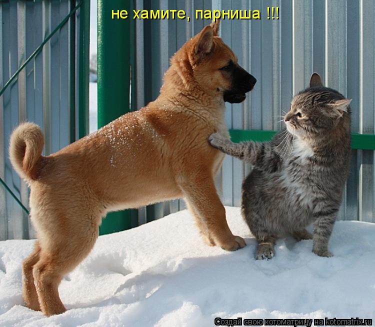 не хамите, парниша !!!... Котоматрица: не хамите, парниша !!!