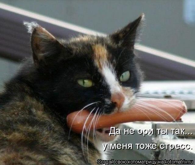 Котоматрица: Да не ори ты так... у меня тоже стресс.