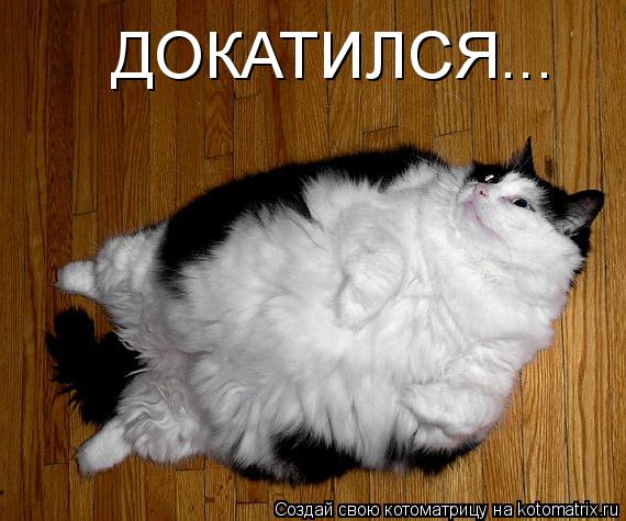 ДОКАТИЛСЯ...... Котоматрица: ДОКАТИЛСЯ...