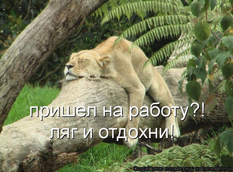 пришел на работу?! ляг и отдохни!... Котоматрица: пришел на работу?! ляг и отдохни!