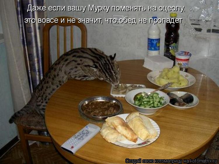 Даже если вашу Мурку поменять на оцеолу, это вовсе и не значит, что обед не пропадет... Котоматрица: Даже если вашу Мурку поменять на оцеолу, это вовсе и не значит, что обед не пропадет
