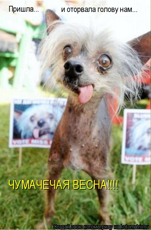 Пришла... и оторвала голову нам... ЧУМАЧЕЧАЯ ВЕСНА!!!!... Котоматрица: Пришла... и оторвала голову нам... ЧУМАЧЕЧАЯ ВЕСНА!!!!