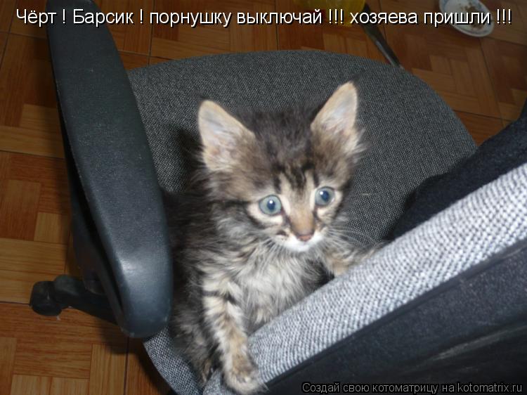 Чёрт ! Барсик ! порнушку выключай !!! хозяева пришли !!!... Котоматрица: Чёрт ! Барсик ! порнушку выключай !!! хозяева пришли !!!