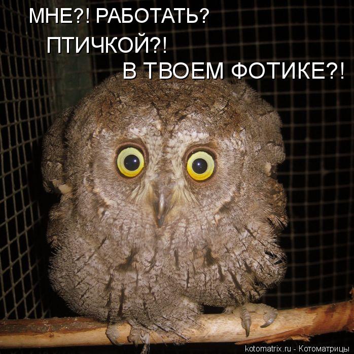 МНЕ?! РАБОТАТЬ? ПТИЧКОЙ?! В ТВОЕМ ФОТИКЕ?!... Котоматрица: МНЕ?! РАБОТАТЬ? ПТИЧКОЙ?! В ТВОЕМ ФОТИКЕ?!