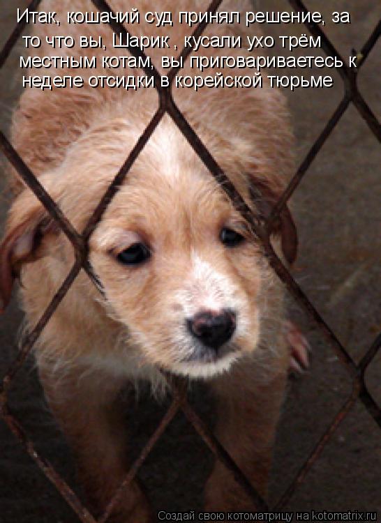 Итак, кошачий суд принял решение, за то что вы, Шарик , кусали ухо трём местным котам, вы приговарив... Котоматрица: Итак, кошачий суд принял решение, за то что вы, Шарик , кусали ухо трём местным котам, вы приговариваетесь к неделе отсидки в корейской тюрь
