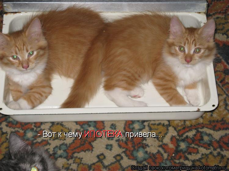 - Вот к чему ИПОТЕКА привела... ИПОТЕКА... Котоматрица: - Вот к чему ИПОТЕКА привела... ИПОТЕКА
