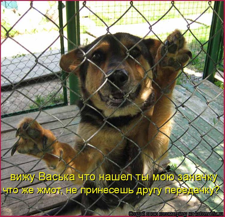 вижу Васька что нашел ты мою заначку что же жмот, не принесешь другу передачку?... Котоматрица: вижу Васька что нашел ты мою заначку что же жмот, не принесешь другу передачку?