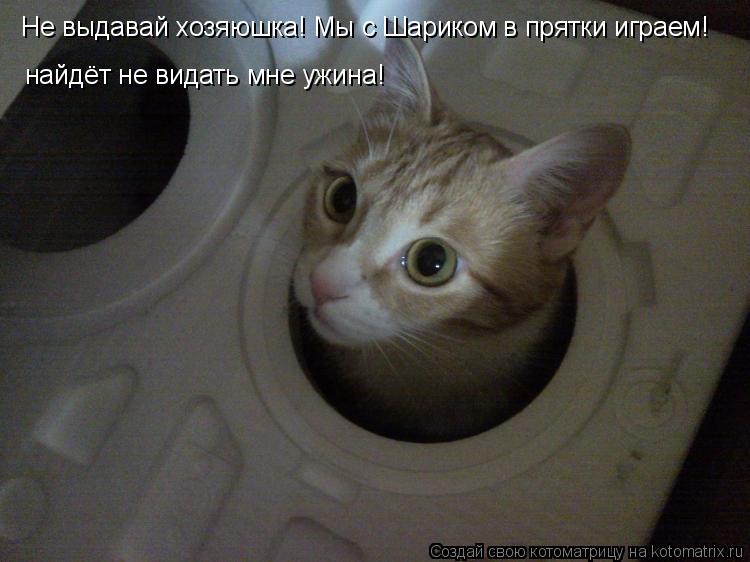 Не выдавай хозяюшка! Мы с Шариком в прятки играем! найдёт не видать мне ужина!... Котоматрица: Не выдавай хозяюшка! Мы с Шариком в прятки играем! найдёт не видать мне ужина!