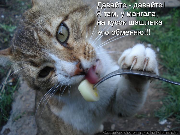 Котоматрица: Давайте - давайте! Я там, у мангала,  на кусок шашлыка его обменяю!!!