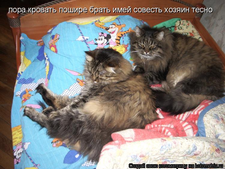 Котоматрица: пора кровать пошире брать имей совесть хозяин тесно