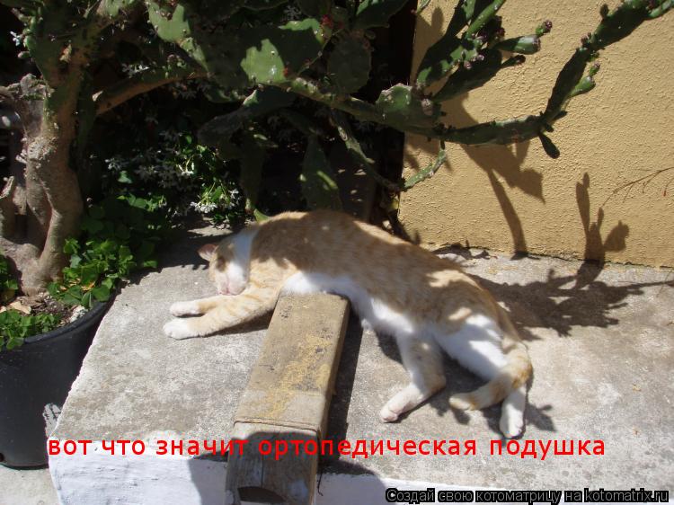 Котоматрица: вот что значит ортопедическая подушка