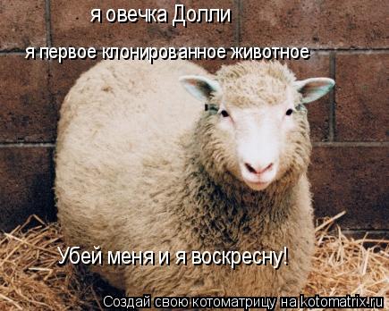 Котоматрица: Убей меня и я воскресну! я овечка Долли я первое клонированное животное