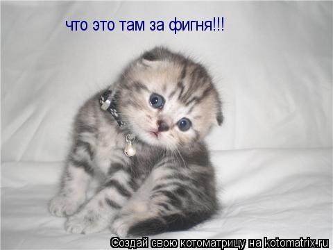 Котоматрица: что это там за фигня!!!