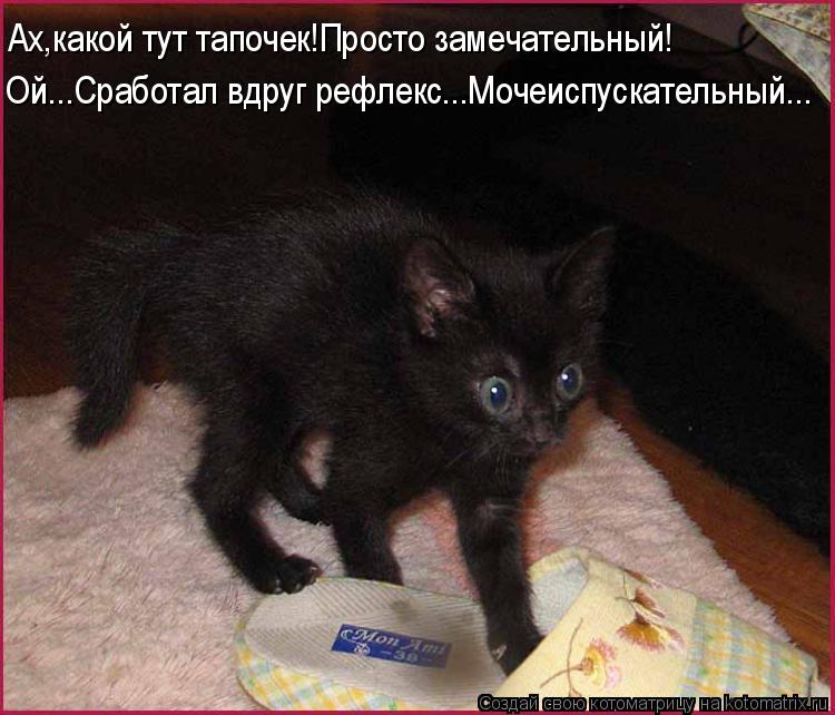 Ах,какой тут тапочек!Просто замечательный! Ой...Сработал вдруг рефлекс...Мочеиспускательный...... Котоматрица: Ах,какой тут тапочек!Просто замечательный! Ой...Сработал вдруг рефлекс...Мочеиспускательный...