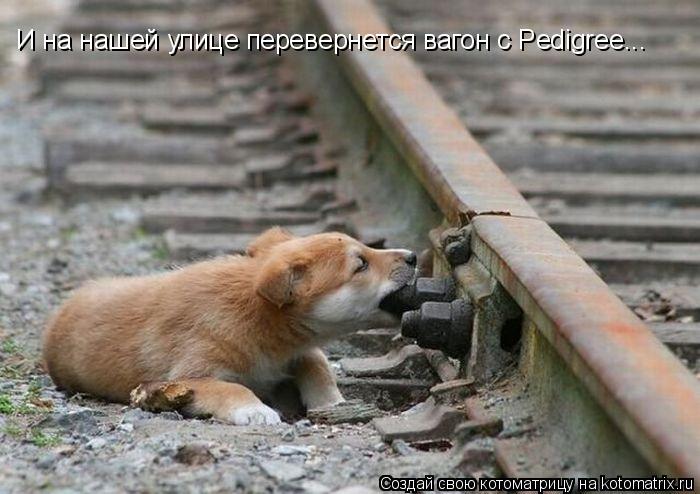 Котоматрица: И на нашей улице перевернется вагон с Pedigree...